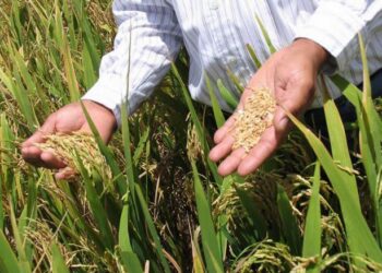 Escasez de fertilizantes afectará próxima cosecha de arroz