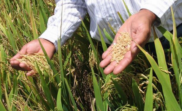 Escasez de fertilizantes afectará próxima cosecha de arroz