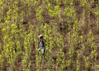 EE.UU. estrena una nueva estrategia de lucha contra las drogas en Colombia