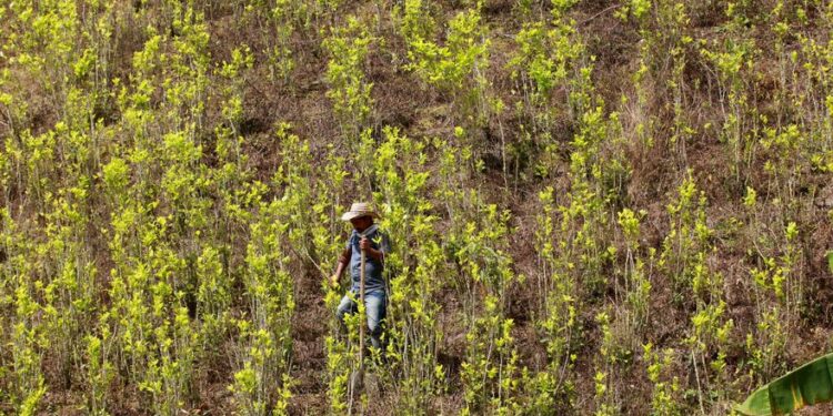 EE.UU. estrena una nueva estrategia de lucha contra las drogas en Colombia