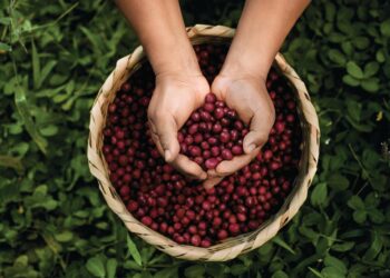 El café latinoamericano de especialidad mira a Asia