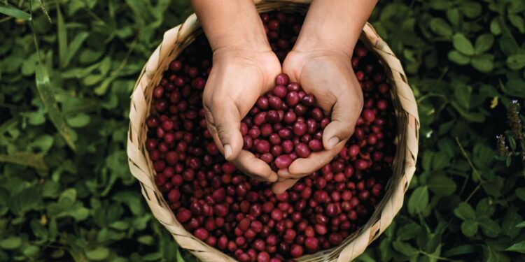 El café latinoamericano de especialidad mira a Asia