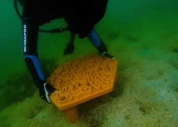 Empresa busca restaurar la vida de los corales en Hong Kong empleando impresión 3D