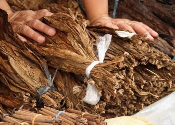 Impuesto al tabaco en USA sería devastador para RD