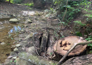 Responsables de corte de árboles cercanos a río Gurabo serán sometidos a justicia por Ministerio de Medio Ambiente