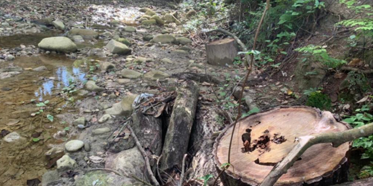 Responsables de corte de árboles cercanos a río Gurabo serán sometidos a justicia por Ministerio de Medio Ambiente
