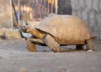 La tortuga japonesa superará a la liebre estadounidense
