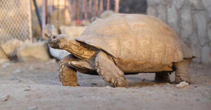 La tortuga japonesa superará a la liebre estadounidense