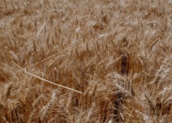 El trigo se dispara al máximo de 14 años mientras la invasión de Rusia ahoga el comercio