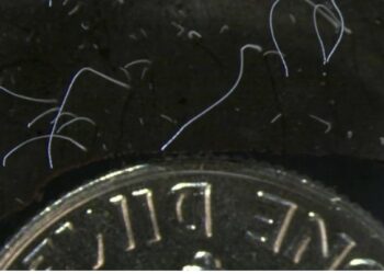 La bacteria más grande del mundo fue encontrada en el manglar del Caribe