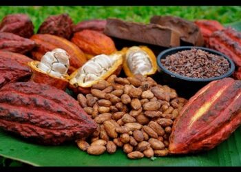 IICA proyecta en US$500 millones anuales exportación de cacao en período 2020-2030