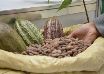 República Dominicana lidera en productividad de cacao en América Latina