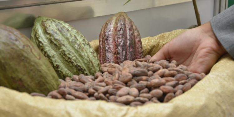República Dominicana lidera en productividad de cacao en América Latina