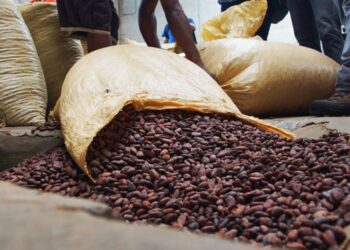 Cacao, guineos y tabaco lideran exportaciones agropecuarias dominicanas