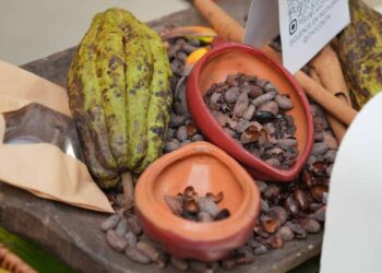 Las exportaciones de cacao alcanzaron los 669 millones de dólares en 2025