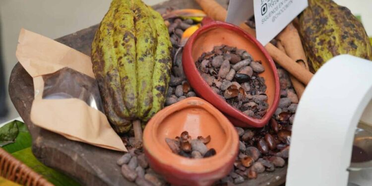 Las exportaciones de cacao alcanzaron los 669 millones de dólares en 2025